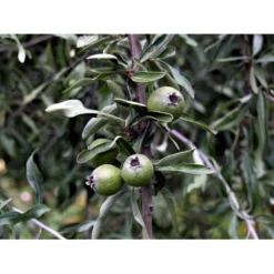 Pilebladet Pære Pyrus Salicifolia 'Pendula' Opstammet 180 Cm. 15 Liter Potte,- 2 års Krone -GrønGlæde Salgsbutik mi4139 pyrus salicifolia pendula 4b14