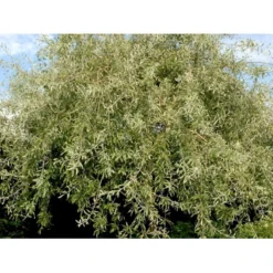 Pilebladet Pære Pyrus Salicifolia 'Pendula' Opstammet 180 Cm. 15 Liter Potte,- 2 års Krone -GrønGlæde Salgsbutik mi4139 pyrus salicifolia pendula 6b04