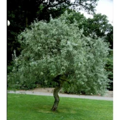 Pilebladet Pære Pyrus Salicifolia 'Pendula' Opstammet 180 Cm. 15 Liter Potte,- 2 års Krone -GrønGlæde Salgsbutik mi4139 pyrus salicifolia pendula e3ee