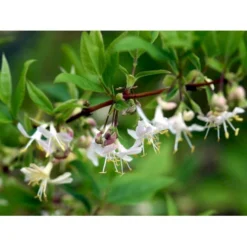 Busk-kaprifolie Lonicera Fragrantissima Potte 10 Liter,- 60-80 Cm. -GrønGlæde Salgsbutik mi4151 lonicera fragrantissima fede