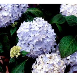 Hortensia 'Clara' Hydrangea Macrophylla 'Clara' 3,5 Liter Potte -GrønGlæde Salgsbutik mi4159 hydrangea macrophylla clara 025b