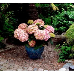 Hortensia 'Dorthea' Hydrangea Macrophylla 'Dorthea' 3,5 Liter Potte -GrønGlæde Salgsbutik mi4180 hydrangea macrophylla dorthea 97f0