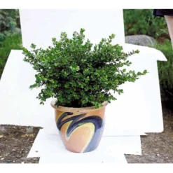 Buksbom 'Faulkner' Buxus Sempervirens 'Faulkner' Potte 3,5 Liter 20-30 Cm. -GrønGlæde Salgsbutik mi420 buxus microphylla faulkner fcd0