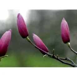 Magnolia 'Galaxy' Magnolia Fraseri 'Galaxy' Trådklump,- 175-200 Cm. -GrønGlæde Salgsbutik mi4227 magnolia galaxy 3c85