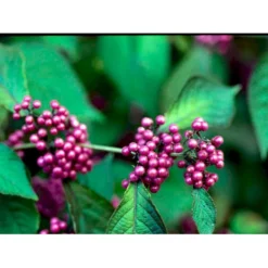 Glasbær 'Profusion' Callicarpa Bodinieri 'Profusion' Trådklump,- 125-150 Cm. -GrønGlæde Salgsbutik mi426 callicarpa bodinieri profusion a3a4
