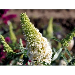 Sommerfuglebusk Buzz 'Ivory' Buddleja Buzz 'Ivory' 3,0 Liter Potte 6 Sommerfuglebusk Buzz 'Ivory' Buddleja Buzz 'Ivory' 3,0 Liter Potte -GrønGlæde Salgsbutik mi4566 buddleja davidii buzz tm ivory 3d08