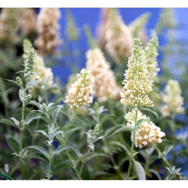 Sommerfuglebusk Buzz 'Ivory' Buddleja Buzz 'Ivory' 3,0 Liter Potte 4 Sommerfuglebusk Buzz 'Ivory' Buddleja Buzz 'Ivory' 3,0 Liter Potte - Billede 4