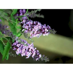 Sommerfuglebusk Buzz 'Violet' Buddleja Buzz 'Violet' 3,0 Liter Potte -GrønGlæde Salgsbutik mi4568 buddleja davidii buzz tm violet 2355