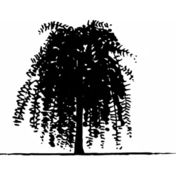 Sibirisk ærtetræ Caragana Arborescens Solitær Busk 150-175 Cm. - Med Klump -GrønGlæde Salgsbutik mi461 caragana arborescens 3442