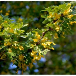 Sibirisk ærtetræ Caragana Arborescens Solitær Busk 150-175 Cm. - Med Klump -GrønGlæde Salgsbutik mi461 caragana arborescens de7c