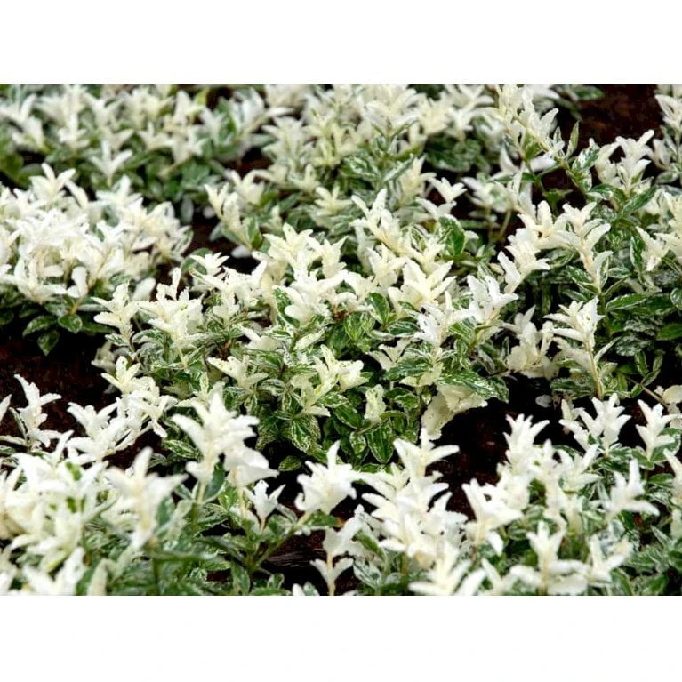 Benved 'Harlequin' Euonymus Fortunei 'Harlequin' Potte 2,0 Liter,- 20-25 Cm. 7 Benved 'Harlequin' Euonymus Fortunei 'Harlequin' Potte 2,0 Liter,- 20-25 Cm. - Billede 7