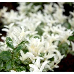 Benved 'Harlequin' Euonymus Fortunei 'Harlequin' Potte 2,0 Liter,- 20-25 Cm. 12 Benved 'Harlequin' Euonymus Fortunei 'Harlequin' Potte 2,0 Liter,- 20-25 Cm. -GrønGlæde Salgsbutik mi4644 euonymus fortunei harlequin d61e