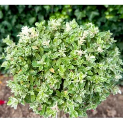 Benved 'Harlequin' Euonymus Fortunei 'Harlequin' Potte 2,0 Liter,- 20-25 Cm. 11 Benved 'Harlequin' Euonymus Fortunei 'Harlequin' Potte 2,0 Liter,- 20-25 Cm. -GrønGlæde Salgsbutik mi4644 euonymus fortunei harlequin eefb