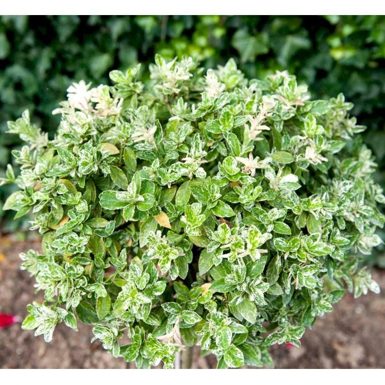 Benved 'Harlequin' Euonymus Fortunei 'Harlequin' Potte 2,0 Liter,- 20-25 Cm. 5 Benved 'Harlequin' Euonymus Fortunei 'Harlequin' Potte 2,0 Liter,- 20-25 Cm. - Billede 5