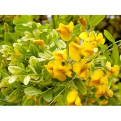 Hænge-Ærtetræ Caragana Arborescens 'Pendula' Opstammet 120 Cm. Med Potte -GrønGlæde Salgsbutik mi466 caragana arborescens pendula b36c