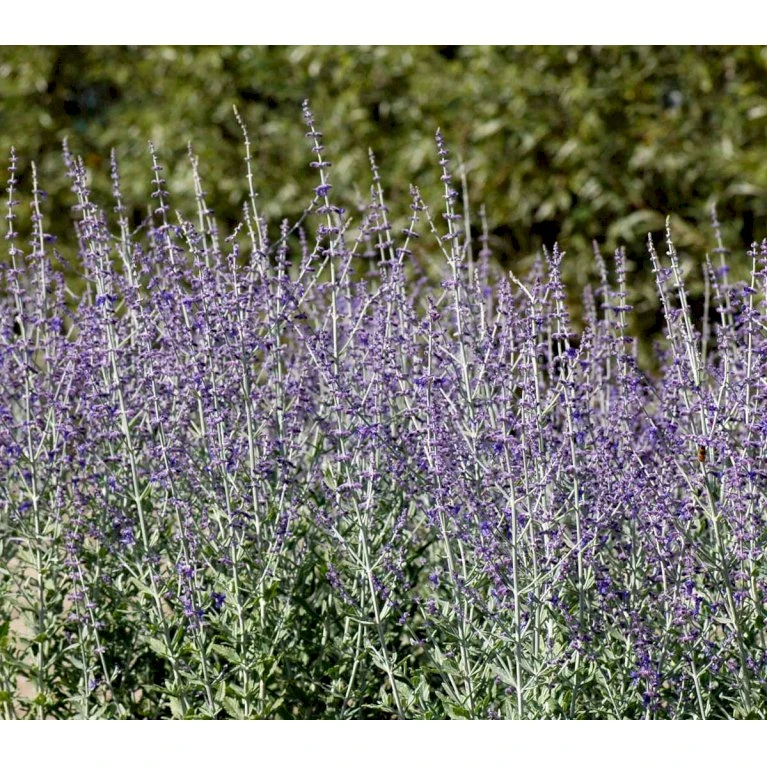 Russisk Salvie 'Little Spire' Perovskia Atriplicifolia 'Little Spire' 1 Liter Potte 4 Russisk Salvie 'Little Spire' Perovskia Atriplicifolia 'Little Spire' 1 Liter Potte - Billede 4