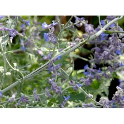 Russisk Salvie 'Little Spire' Perovskia Atriplicifolia 'Little Spire' 1 Liter Potte 6 Russisk Salvie 'Little Spire' Perovskia Atriplicifolia 'Little Spire' 1 Liter Potte -GrønGlæde Salgsbutik mi4891 perovskia atriplicifolia little spire bc46