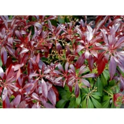 Pieris 'Katsura' Pieris Japonica 'Katsura' Potte 3,0 Liter,- 25-30 Cm. -GrønGlæde Salgsbutik mi4904 pieris japonica katsura 06d4