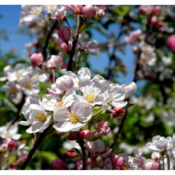 Paradisæble 'Everest' Malus Ssp. 'Everest' Heister 175-200 Cm. Med Potte 7 Paradisæble 'Everest' Malus Ssp. 'Everest' Heister 175-200 Cm. Med Potte -GrønGlæde Salgsbutik mi5084 malus evereste 8cb1