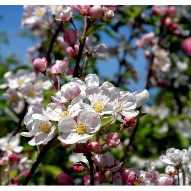 Paradisæble 'Everest' Malus Ssp. 'Everest' Heister 175-200 Cm. Med Potte 4 Paradisæble 'Everest' Malus Ssp. 'Everest' Heister 175-200 Cm. Med Potte - Billede 4