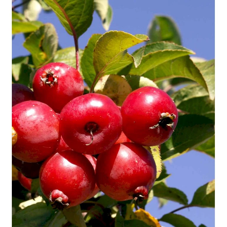 Paradisæble 'Everest' Malus Ssp. 'Everest' Heister 175-200 Cm. Med Potte 3 Paradisæble 'Everest' Malus Ssp. 'Everest' Heister 175-200 Cm. Med Potte - Billede 3