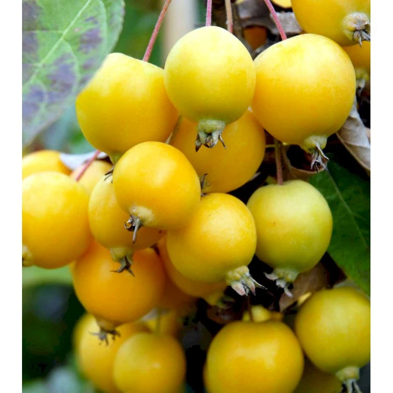 Paradisæble 'Golden Hornet' Malus Hybrid 'Golden Hornet' Potte 10 Liter 150-175 Cm. 4 Paradisæble 'Golden Hornet' Malus Hybrid 'Golden Hornet' Potte 10 Liter 150-175 Cm. - Billede 4