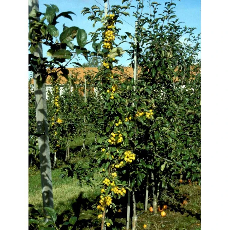 Paradisæble 'Golden Hornet' Malus Hybrid 'Golden Hornet' Potte 10 Liter 150-175 Cm. 3 Paradisæble 'Golden Hornet' Malus Hybrid 'Golden Hornet' Potte 10 Liter 150-175 Cm. - Billede 3