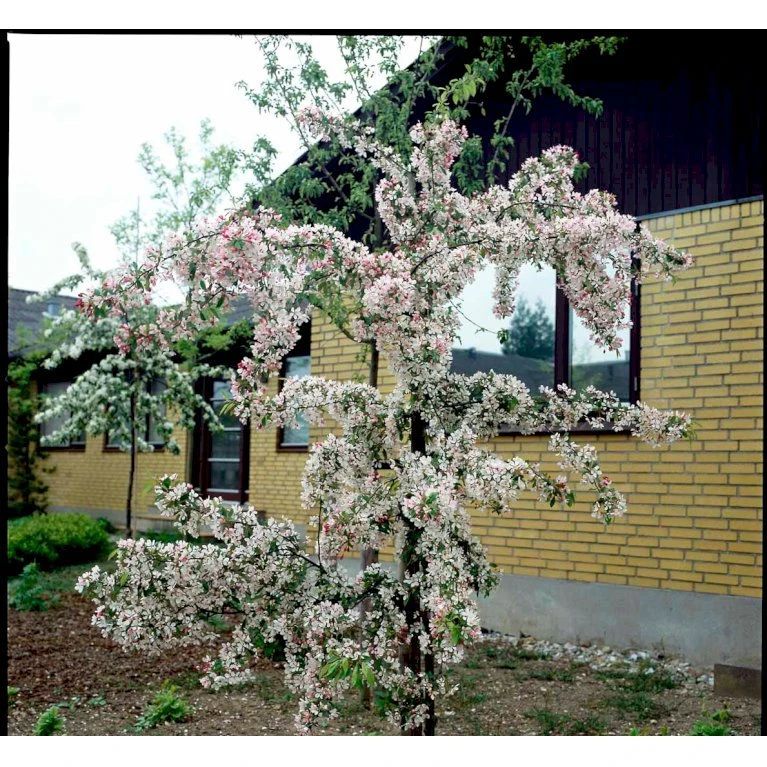 Paradisæble 'Gorgeous' Malus Hybrid 'Gorgeous' Heister 175-200 Cm. Med Potte 5 Paradisæble 'Gorgeous' Malus Hybrid 'Gorgeous' Heister 175-200 Cm. Med Potte - Billede 5