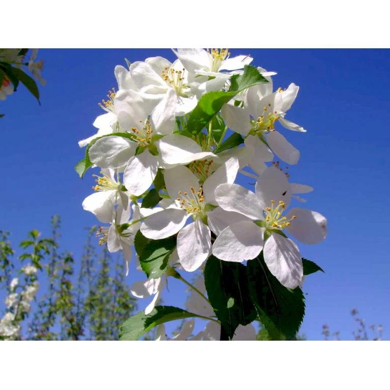 Paradisæble 'Gorgeous' Malus Hybrid 'Gorgeous' Heister 175-200 Cm. Med Potte 9 Paradisæble 'Gorgeous' Malus Hybrid 'Gorgeous' Heister 175-200 Cm. Med Potte - Billede 9