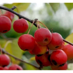 Paradisæble 'Gorgeous' Malus Hybrid 'Gorgeous' Heister 175-200 Cm. Med Potte 12 Paradisæble 'Gorgeous' Malus Hybrid 'Gorgeous' Heister 175-200 Cm. Med Potte -GrønGlæde Salgsbutik mi5088 malus gorgeous fd48