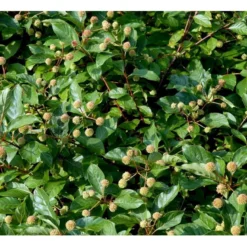 Knopbusk Cephalanthus Occidentalis Potte 2,0 Liter,- 30-40 Cm. -GrønGlæde Salgsbutik mi509 cephalanthus occidentalis f2d3