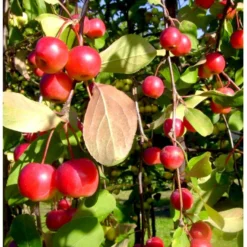 Paradisæble 'Red Sentinel' Malus Ssp. 'Red Sentinel' Heister 175-200 Cm. Med Potte -GrønGlæde Salgsbutik mi5117 malus red sentinel f14a