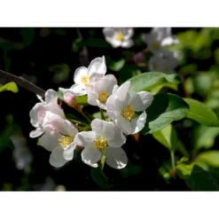 Paradisæble 'Red Sentinel' Malus Ssp. 'Red Sentinel' Heister 175-200 Cm. Med Potte -GrønGlæde Salgsbutik mi5118 malus red sentinel 211b
