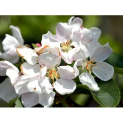 Paradisæble 'Red Sentinel' Malus Ssp. 'Red Sentinel' Heister 175-200 Cm. Med Potte -GrønGlæde Salgsbutik mi5118 malus red sentinel 24c4