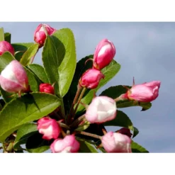 Paradisæble 'Red Sentinel' Malus Ssp. 'Red Sentinel' Heister 175-200 Cm. Med Potte -GrønGlæde Salgsbutik mi5118 malus red sentinel 4bf4