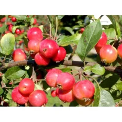 Paradisæble 'Red Sentinel' Malus Ssp. 'Red Sentinel' Heister 175-200 Cm. Med Potte -GrønGlæde Salgsbutik mi5118 malus red sentinel 5d57