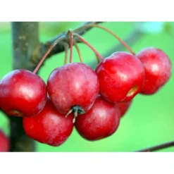 Paradisæble 'Red Sentinel' Malus Ssp. 'Red Sentinel' Heister 175-200 Cm. Med Potte -GrønGlæde Salgsbutik mi5118 malus red sentinel ce9b