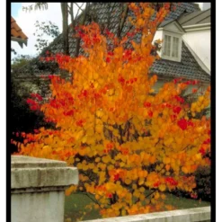 Hjertetræ Cercidiphyllum Japonicum Potte 7,5 Liter 175-200 Cm. -GrønGlæde Salgsbutik mi511 cercidiphyllum japonicum a066