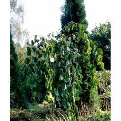 Hængende Hjertetræ Cercidiphyllum Japonicum 'Pendulum' Opstammet 150 Cm. Med Potte 7 Hængende Hjertetræ Cercidiphyllum Japonicum 'Pendulum' Opstammet 150 Cm. Med Potte -GrønGlæde Salgsbutik mi518 cercidiphyllum jap pendula 259f