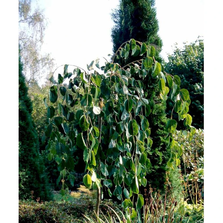 Hængende Hjertetræ Cercidiphyllum Japonicum 'Pendulum' Opstammet 150 Cm. Med Potte 3 Hængende Hjertetræ Cercidiphyllum Japonicum 'Pendulum' Opstammet 150 Cm. Med Potte - Billede 3
