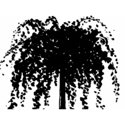 Hængende Hjertetræ Cercidiphyllum Japonicum 'Pendulum' Opstammet 150 Cm. Med Potte 9 Hængende Hjertetræ Cercidiphyllum Japonicum 'Pendulum' Opstammet 150 Cm. Med Potte -GrønGlæde Salgsbutik mi518 cercidiphyllum jap pendula 2ef5