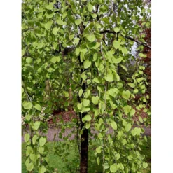 Hængende Hjertetræ Cercidiphyllum Japonicum 'Pendulum' Opstammet 150 Cm. Med Potte 8 Hængende Hjertetræ Cercidiphyllum Japonicum 'Pendulum' Opstammet 150 Cm. Med Potte -GrønGlæde Salgsbutik mi518 cercidiphyllum jap pendula 6025