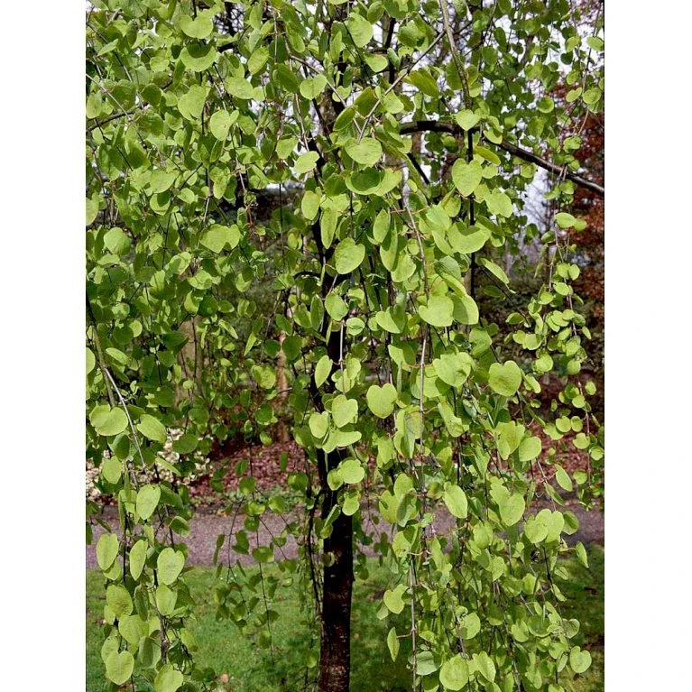 Hængende Hjertetræ Cercidiphyllum Japonicum 'Pendulum' Opstammet 150 Cm. Med Potte 4 Hængende Hjertetræ Cercidiphyllum Japonicum 'Pendulum' Opstammet 150 Cm. Med Potte - Billede 4