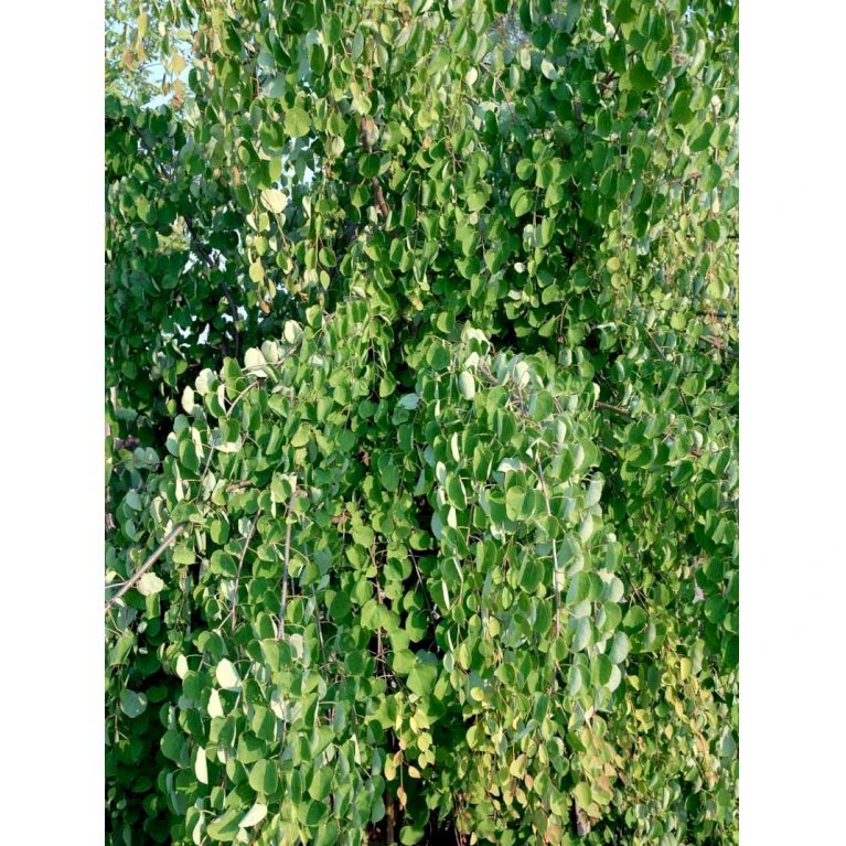 Hængende Hjertetræ Cercidiphyllum Japonicum 'Pendulum' Opstammet 150 Cm. Med Potte 1 Hængende Hjertetræ Cercidiphyllum Japonicum 'Pendulum' Opstammet 150 Cm. Med Potte