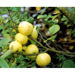 Japansk Kvæde Chaenomeles Japonica Solitær Busk 100-150 Cm. Med Klump 5 Japansk Kvæde Chaenomeles Japonica Solitær Busk 100-150 Cm. Med Klump -GrønGlæde Salgsbutik mi520 chaenomeles japonica c85d