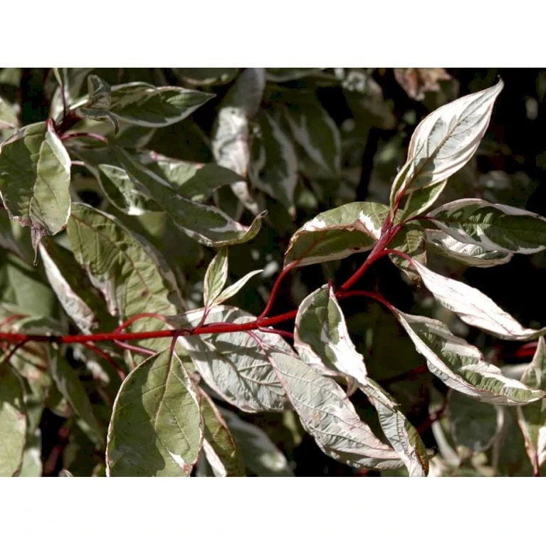 Hvidbroget Kornel 'Elegantissima' Cornus Alba 'Elegantissima' Med Klump,- 150-175 Cm. 1 Hvidbroget Kornel 'Elegantissima' Cornus Alba 'Elegantissima' Med Klump,- 150-175 Cm.