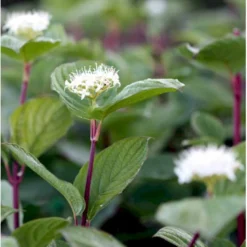 Rødgrenet Kornel 'Sibirica' Cornus Alba 'Sibirica' Potte 12 Liter,- 100-125 Cm. -GrønGlæde Salgsbutik mi618 cornus alba sibirica 11d5