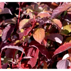 Rødgrenet Kornel 'Sibirica' Cornus Alba 'Sibirica' Potte 12 Liter,- 100-125 Cm. -GrønGlæde Salgsbutik mi618 cornus alba sibirica c10f