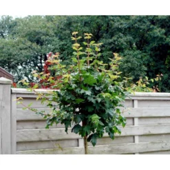 Kugle-Naur Acer Campestre 'Nanum' Opstammet 180 Cm. Med Potte -GrønGlæde Salgsbutik mi61 acer campestre nanum 891f
