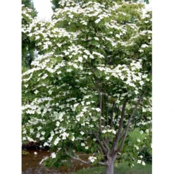 Osmo Koreakornel Cornus Kousa Med Klump,- 125-150 Cm. -GrønGlæde Salgsbutik mi623 cornus kousa 3e4a